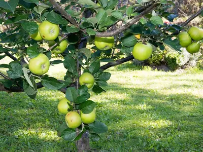 Ferienwohnung KIM_Garten