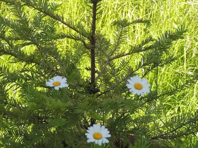 Blumen3