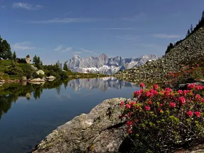 Almrausch_am_Spiegelsee_