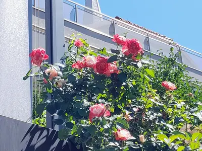 Rosen(1)