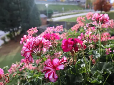 Ferienwohnung für 3 Personen (63 m²) in Schladming 9/10