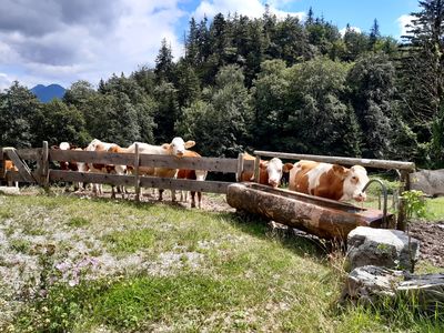 Kühe auf der Alm