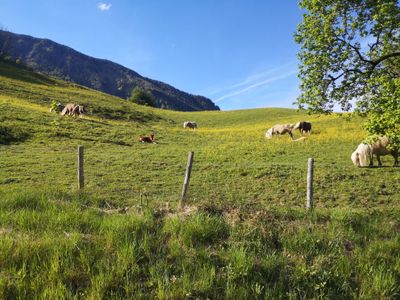 Ponys auf dem Nachbargrundstück