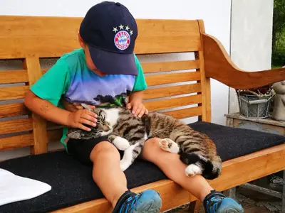 katzen
