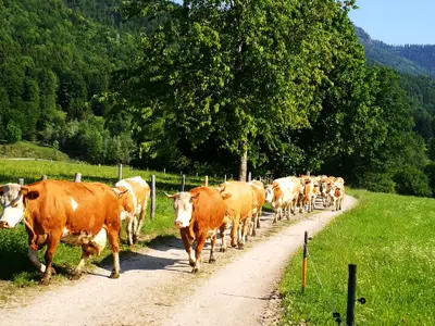 Unsere Mädls auf dem Weg zur Weide