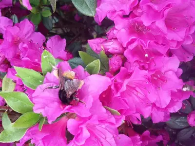 Blumen