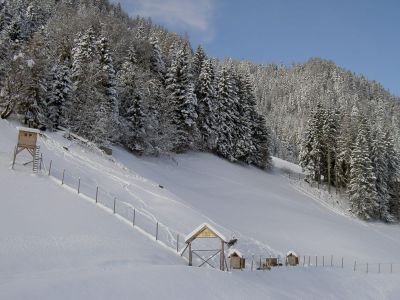 Damwild im Schnee