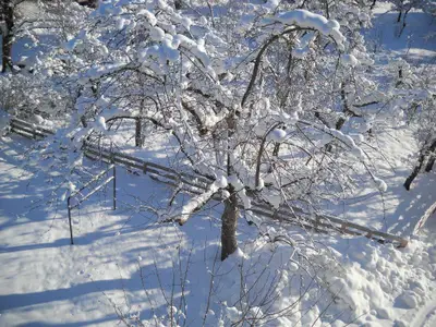 Brixnerhof Obstbaum Winter
