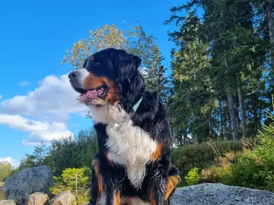 Haus und Hofhund Nova