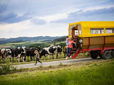 Planwagenfahrt mit Kühe treiben Biohof Köhne