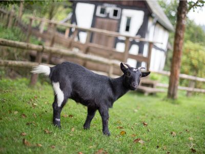 Ferienbauernhof Voß in Lenne - Sauerland