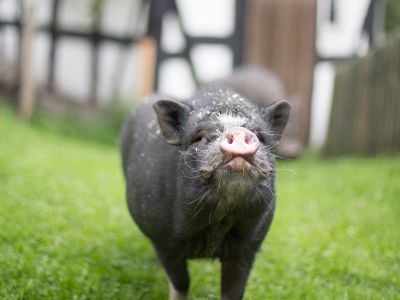 Ferienbauernhof Voß in Lenne - Sauerland