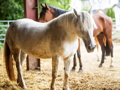 Ferienwohnung für 4 Personen in Schmallenberg 9/10