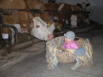 ....unsere Kühe mit Johanna im alten Kuhstall