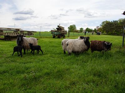 Heidschnucken- Lämmer