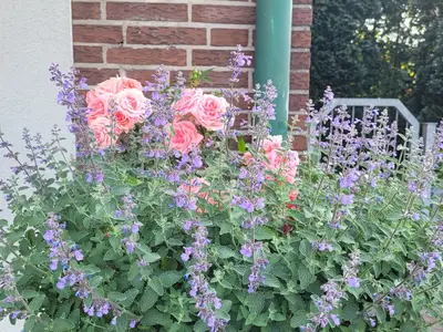 Hausansicht Blumen