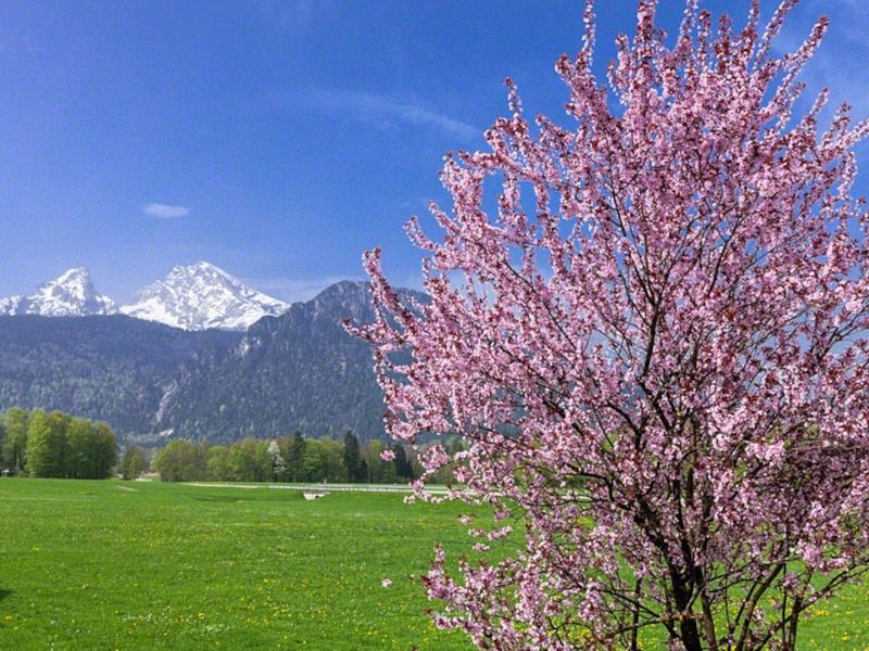 97836-Ferienwohnung-4-Schönau am Königssee-800x600-2