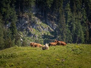 23698654-Ferienwohnung-3-Schönau am Königssee-300x225-2