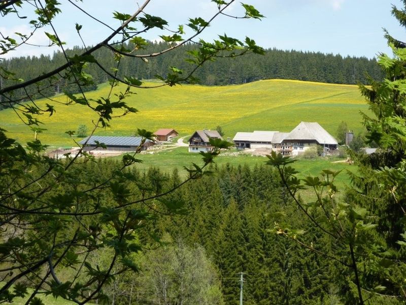16619721-Ferienwohnung-6-Schönwald im Schwarzwald-800x600-2