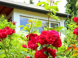 22095425-Ferienwohnung-5-Schönwald im Schwarzwald-300x225-5