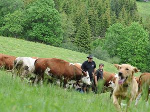 23892863-Ferienwohnung-3-Schönwald im Schwarzwald-300x225-4