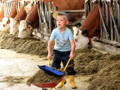 Füttern der Kühe und Kälbchen