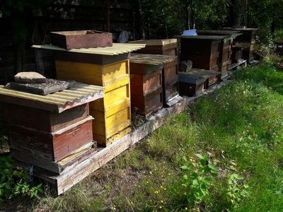 Unsere Bienen auf der nahegelegenen Wiese