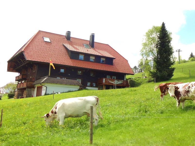 10855365-Ferienwohnung-5-Schonach im Schwarzwald-800x600-1