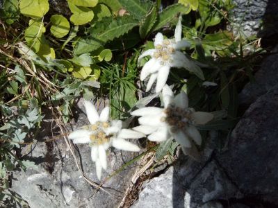 Echte Edelweiss