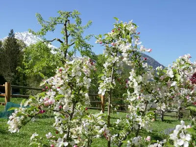 Garten Sommer
