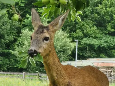 Häufige Besucher im Garten