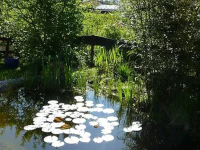 Garten mit Teich