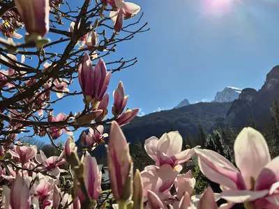 Frühling im Stillen Winkl