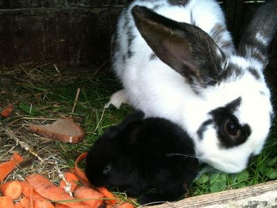 Glückliche Kaninchen