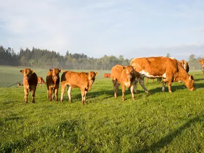 Mutterkuhhaltung - Glückliche Kühe auf der Weide Mutterkuhhaltung - Glückliche Kühe auf der Weide