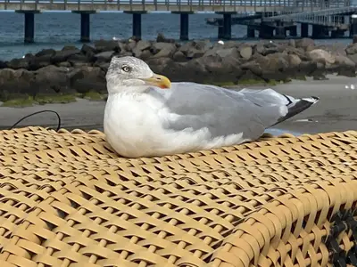 Ferienwohnung für 2 Personen (42 m²) in Schönberg 10/10
