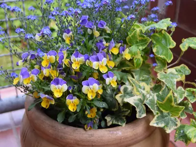 Ferienwohnung für 2 Personen (41 m²) in Schönberger Strand 9/10