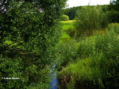Perlenbach bei der Sophienquelle in Schönwald