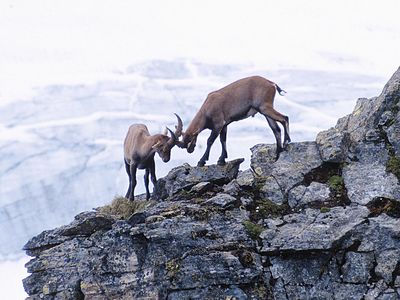 Kampf am Gletscher