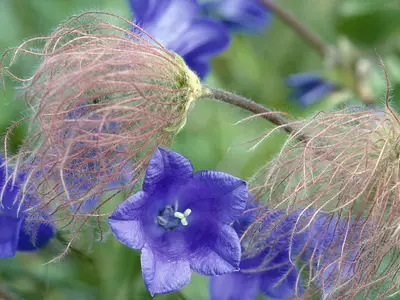 Glockenblumen