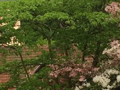 Ferienwohnung für 5 Personen (65 m²) in Schuttertal 5/10