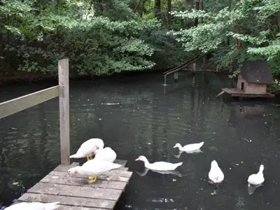 weiher