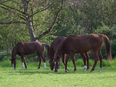 Ferienwohnung für 7 Personen (130 m²) in Schwanau 4/10