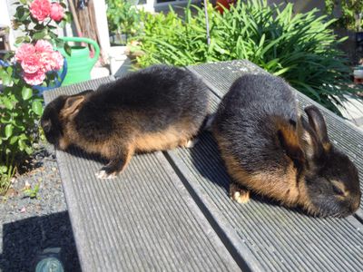 Zwergkaninchen schwarz-Loh-Zwerge - können gerne besichtigt werden