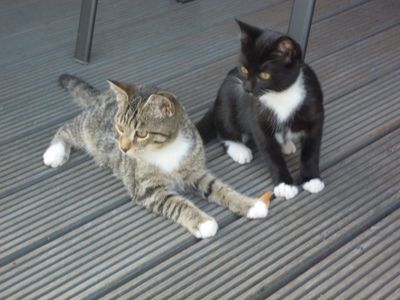 Kater Simba u. Katze Moogli  - freuen sich über Streicheleinheiten