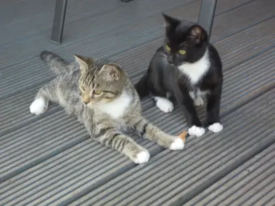Kater Simba u. Katze Moogli  - freuen sich über Streicheleinheiten