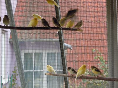 Kanarienvögel - können gerne besichtigt werden