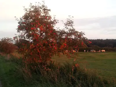 Abendstimmung an der Leine