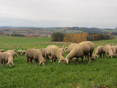 Herbst am Degenberg