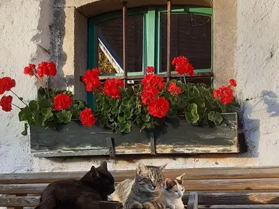 Xaverl, Loisl, Hanne